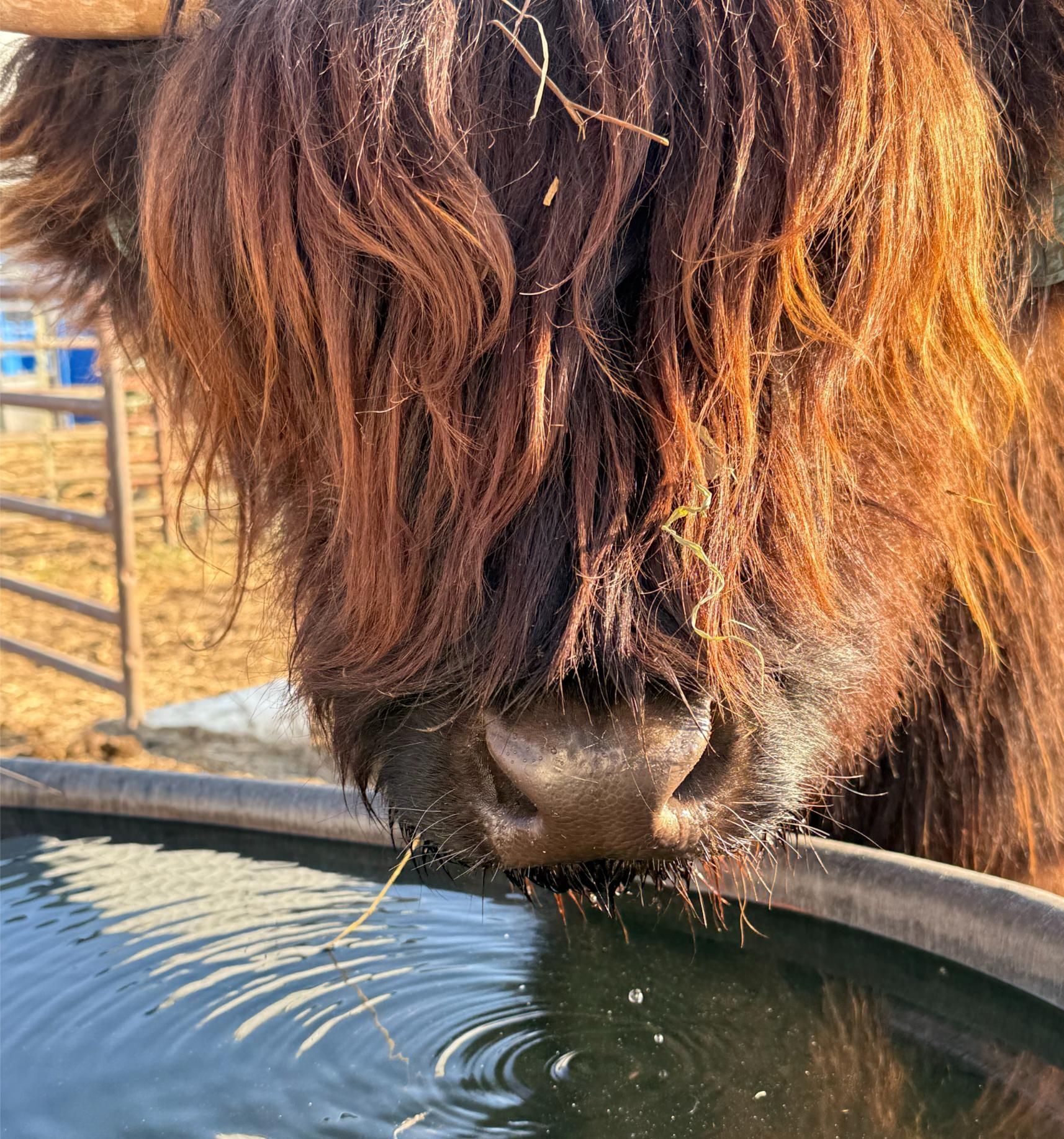 A close up of a cow drinking water from a bucket