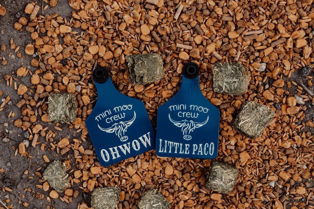 Two blue pet memorial plaques with white text on a gravel background, surrounded by small stones