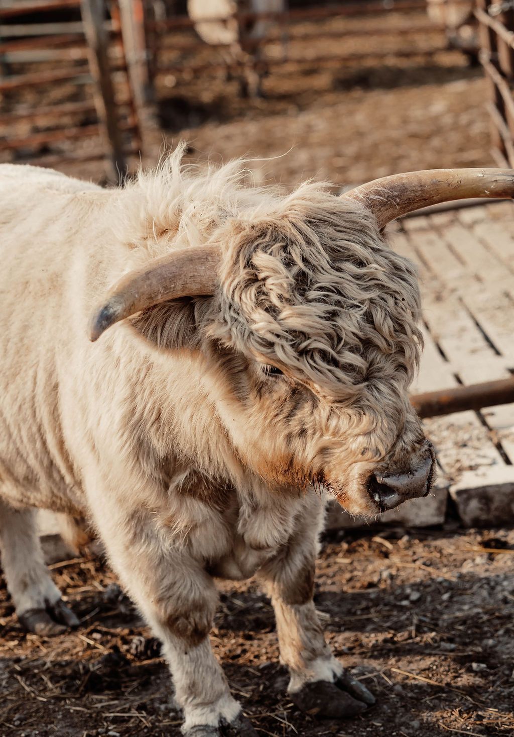 Shaggy white mini highland bull standing on a dirt farm enclosure, with wooden fencing in the background