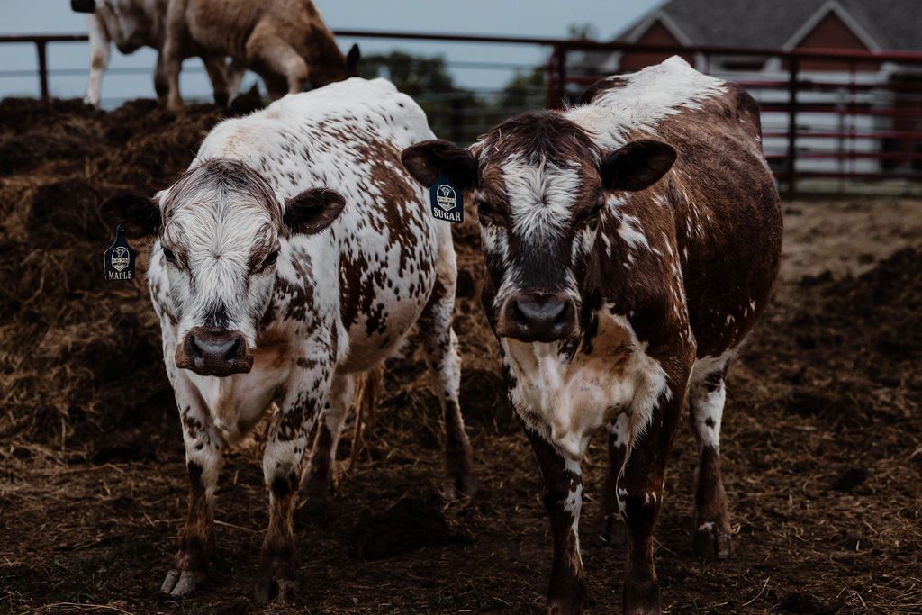 Brown calf standing in a muddy pen with white cattle behind it
