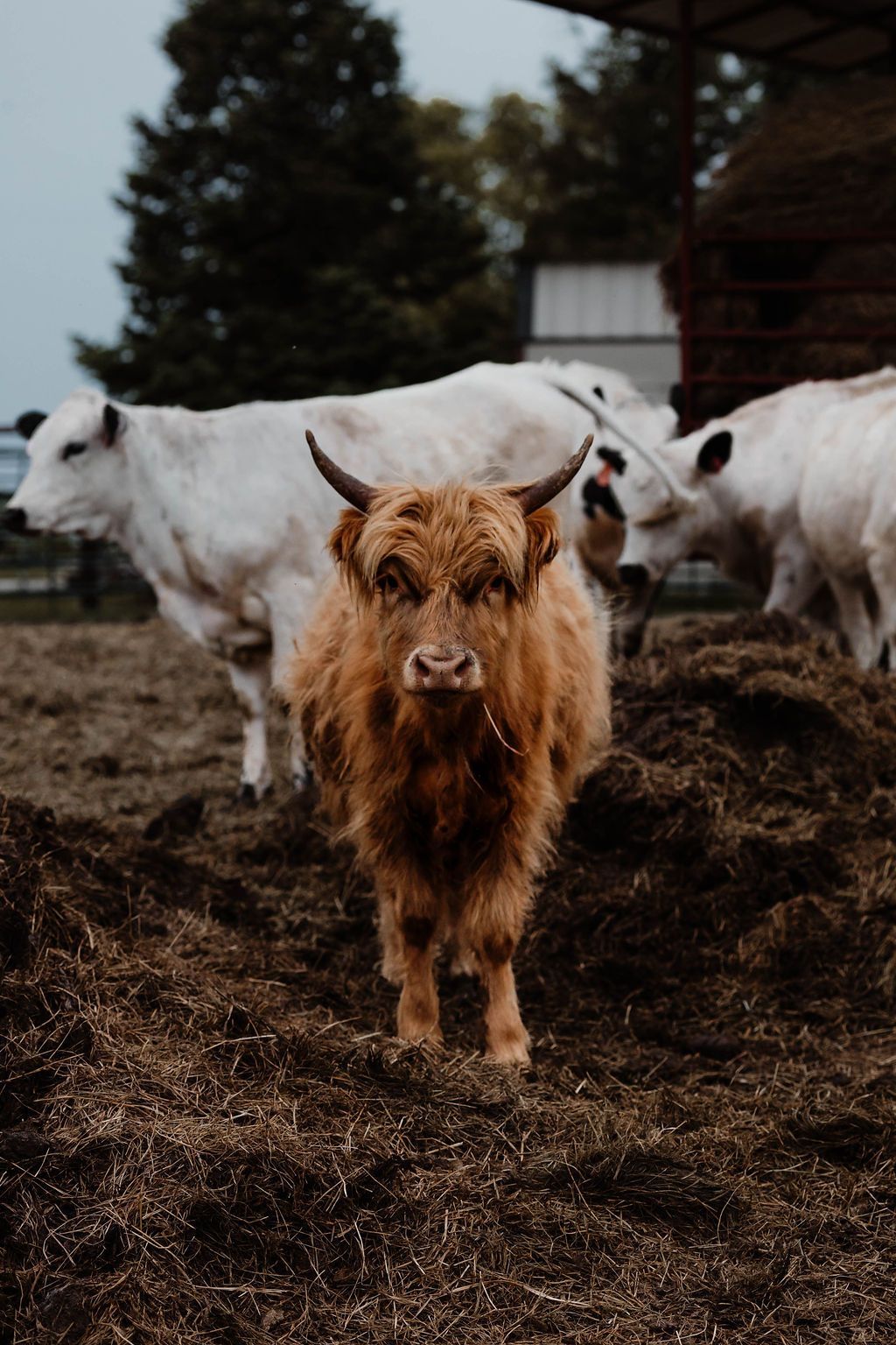 Brown calf standing in a muddy pen with white cattle behind it