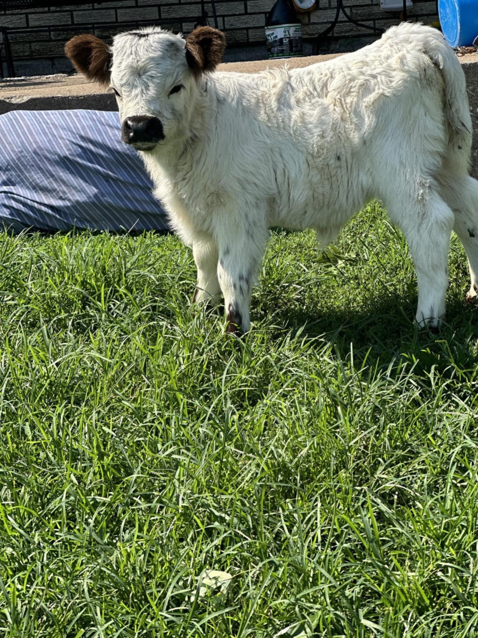A small white calf is standing in the grass.