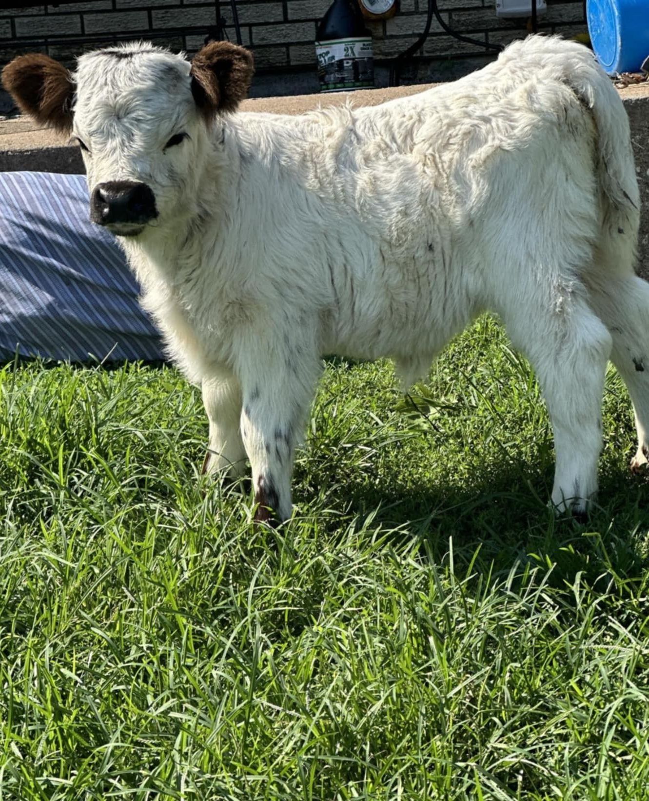 A small white calf with brown ears is standing in the grass.