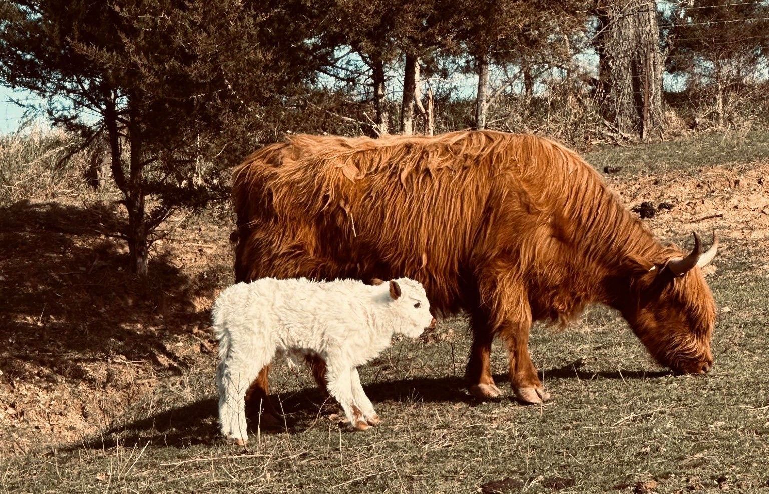 A brown cow and a white calf are standing next to each other in a field.