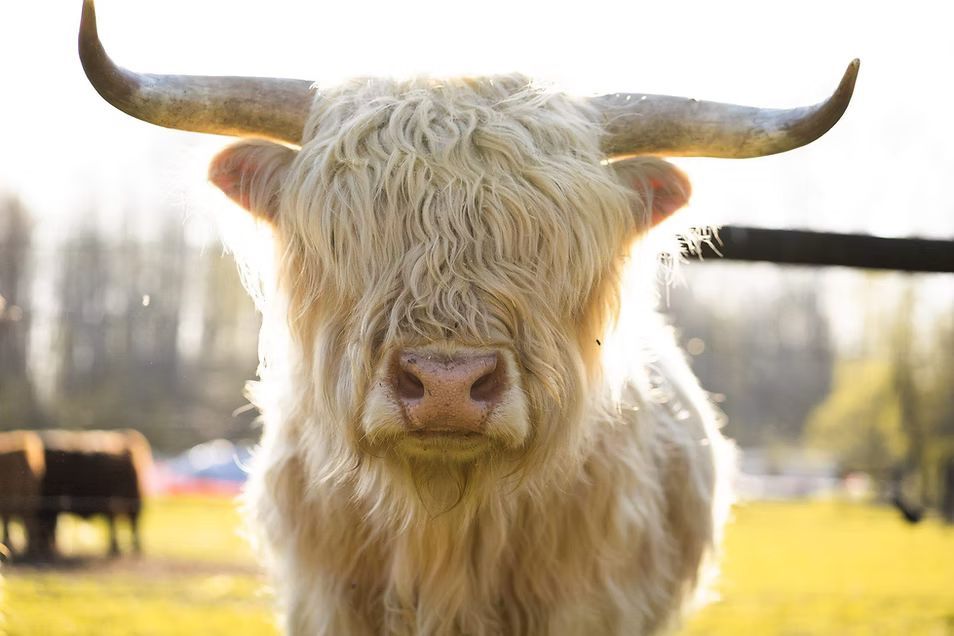 A white cow with long horns is standing in a field and looking at the camera.