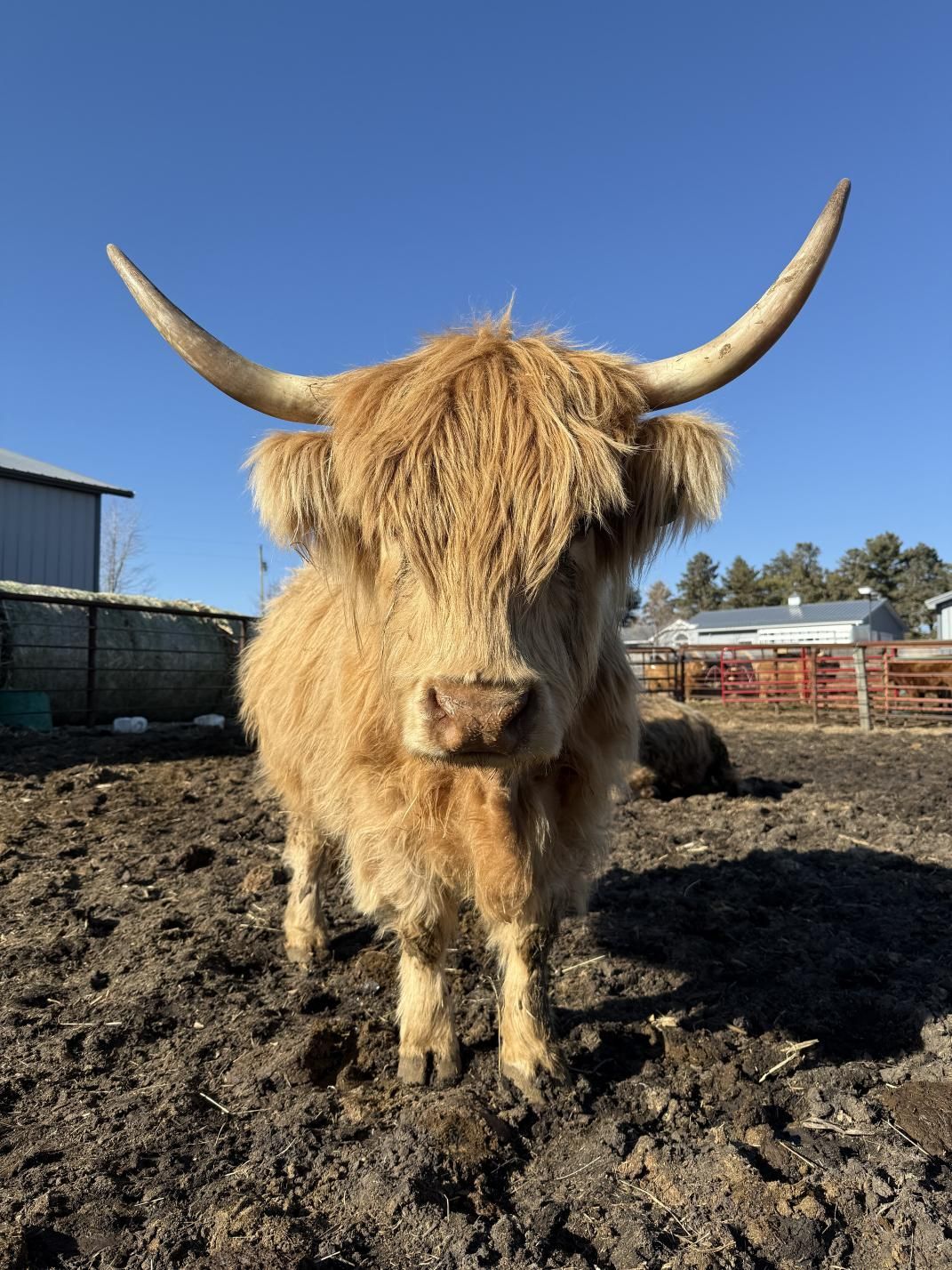 A bull with long horns is laying in a pile of hay.