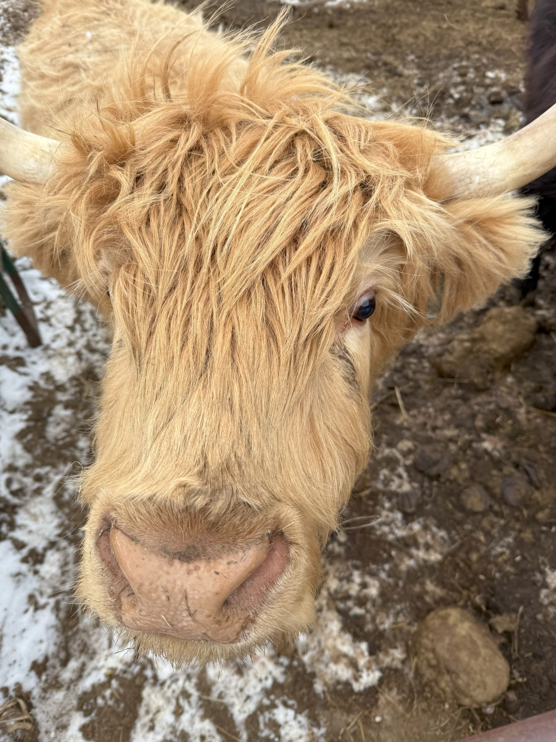 A cow with long horns is standing in a field next to a fence.