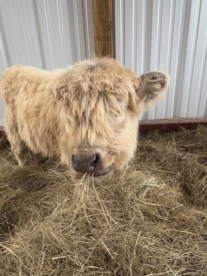 A small brown cow is standing in a pen with hay in its mouth.