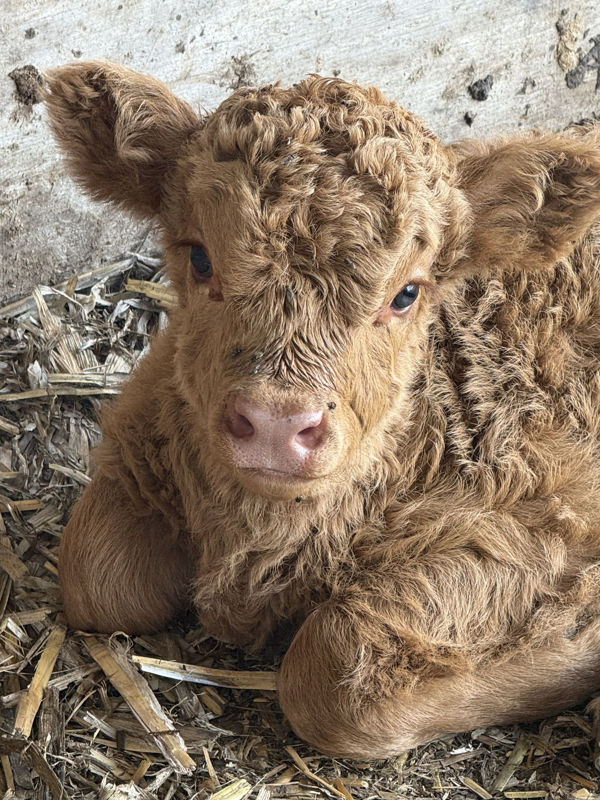 Brown calf lying on straw, looking at the camera against a rough wall.