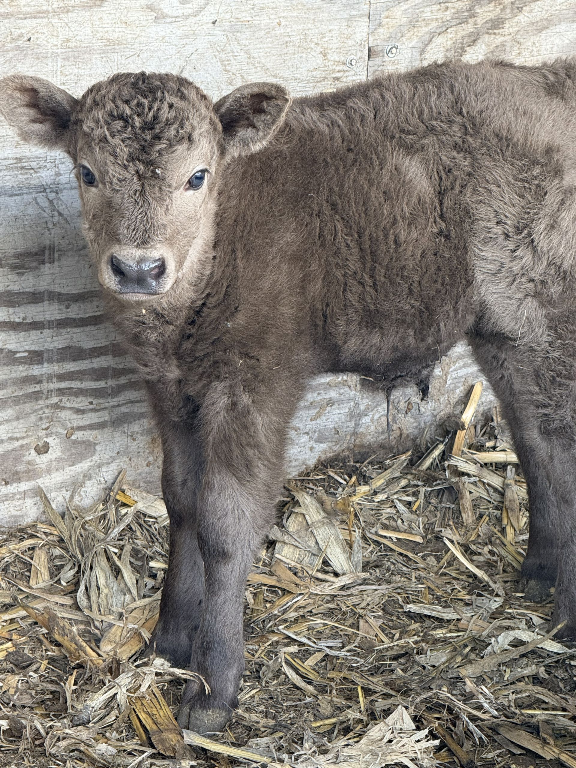 Young brown calf standing in a straw-filled pen, facing the camera.