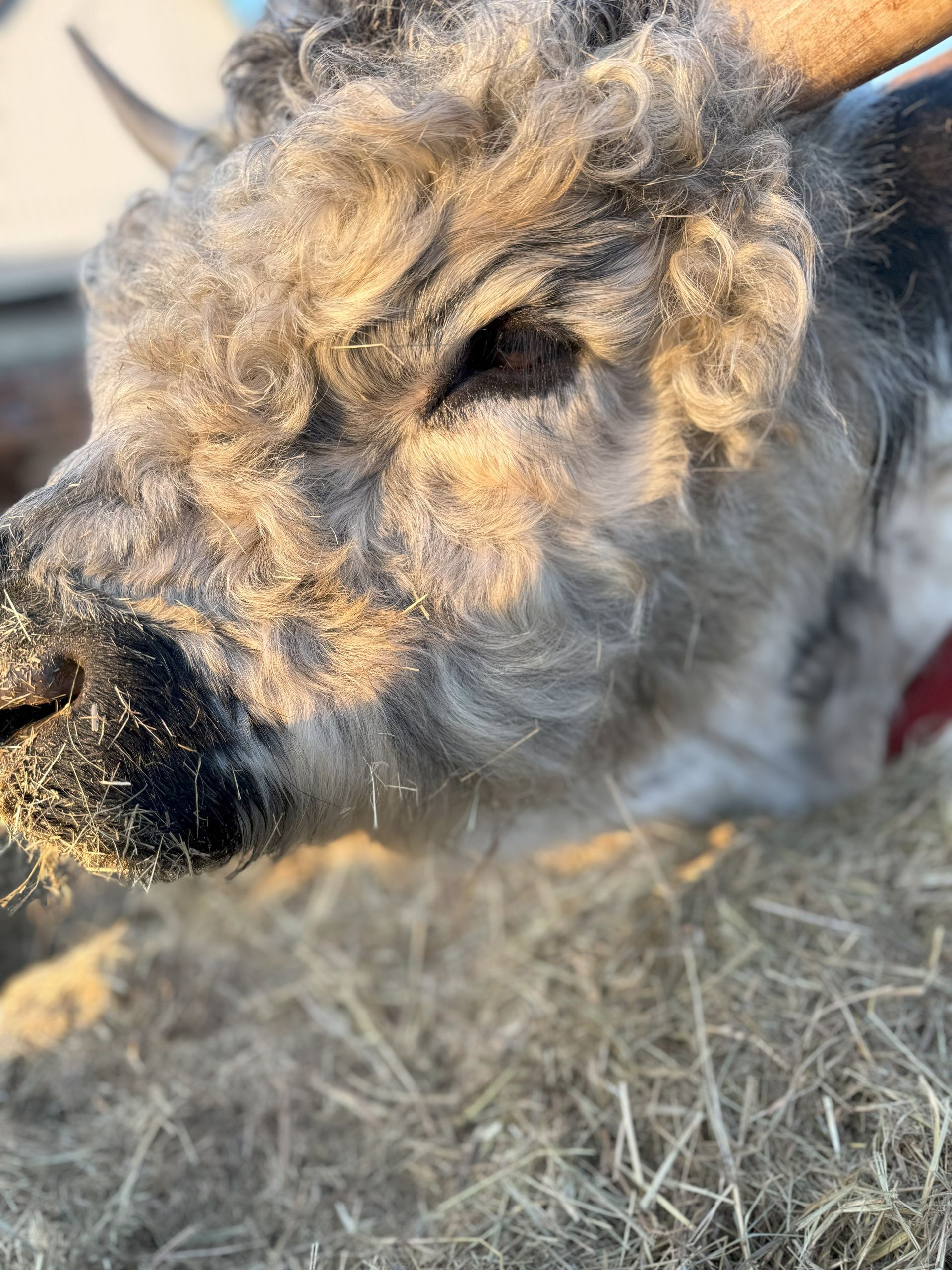 Close-up of a shaggy gray-brown dog resting in dry grass, with a dark nose and relaxed expression
