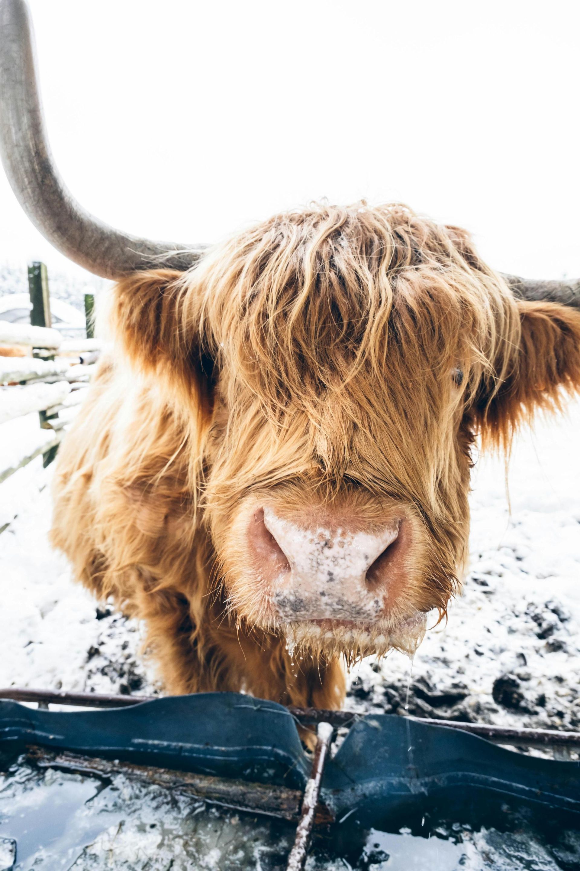 A brown cow with long horns is standing in the snow and looking at the camera.
