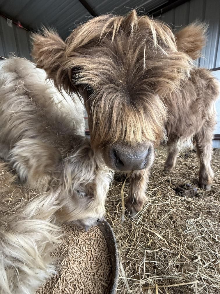 A close up of a brown cow sticking its tongue out.