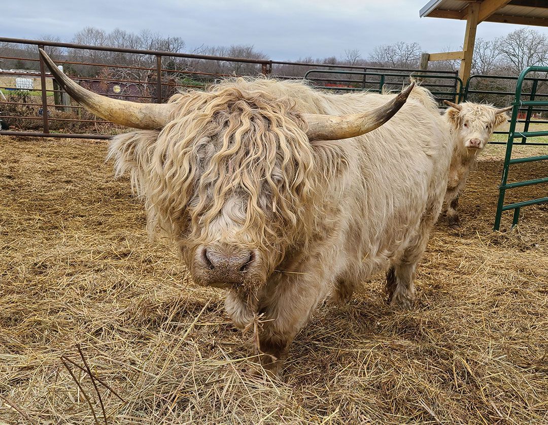 A couple of yaks standing next to each other in a field.