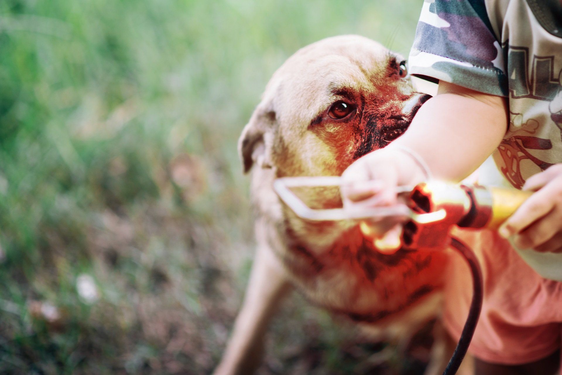dog bite injury lawyer