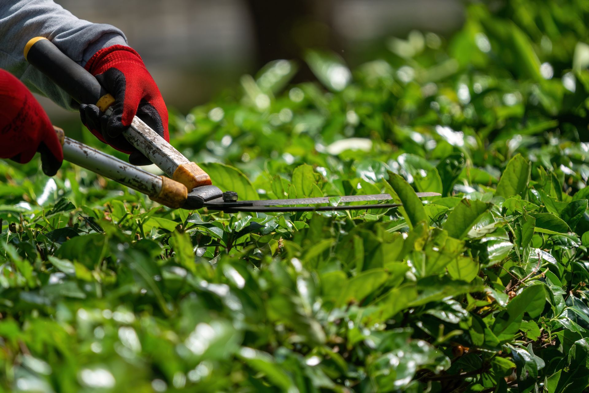 Person in red gloves trims green hedge with shears outdoors.