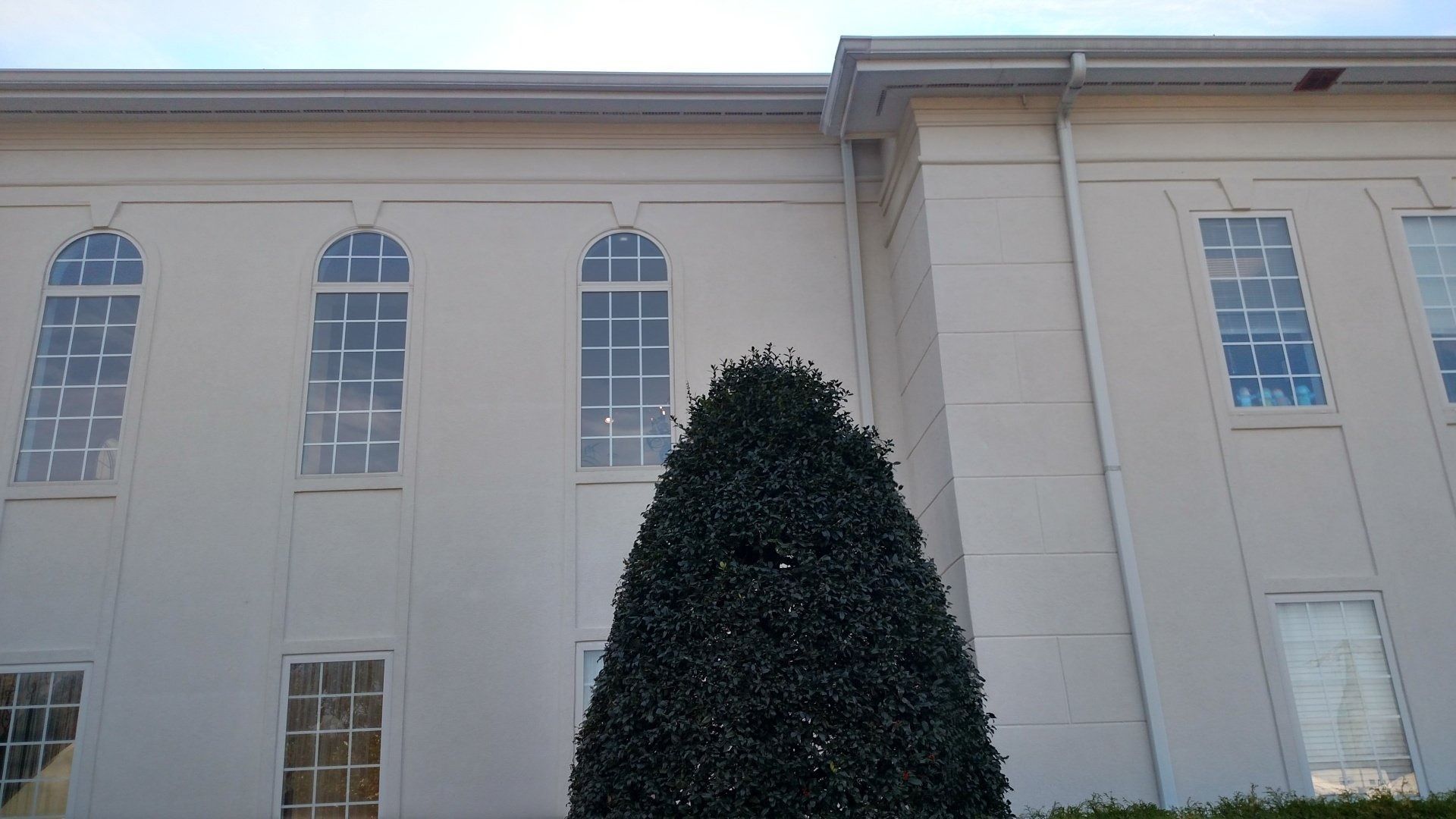Tall white building with arched windows and a large conical evergreen shrub in front
