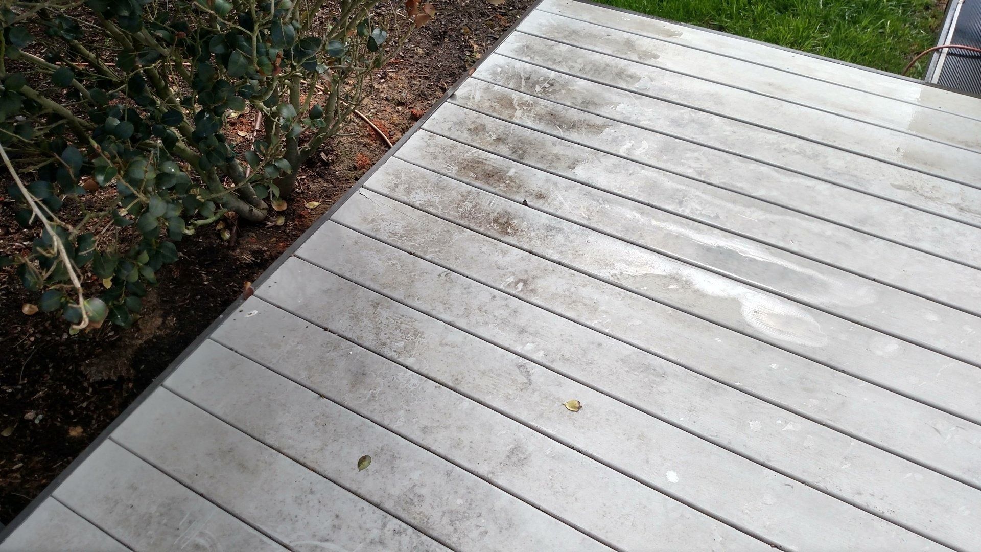 White wooden deck boards beside a garden bed with ivy and scattered leaves