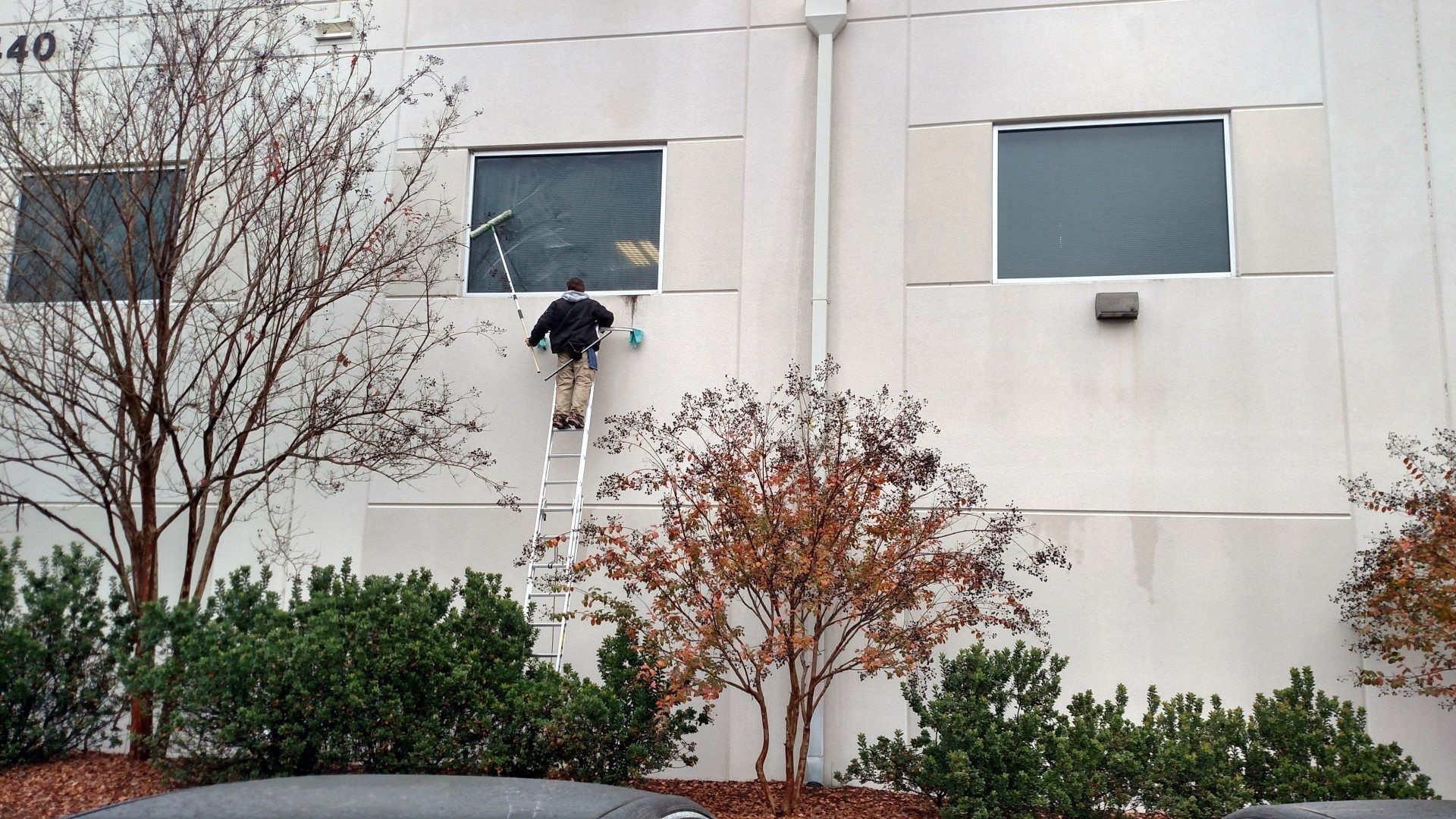 A person on a ladder trimming a vine on a white building with windows and bushes in front.