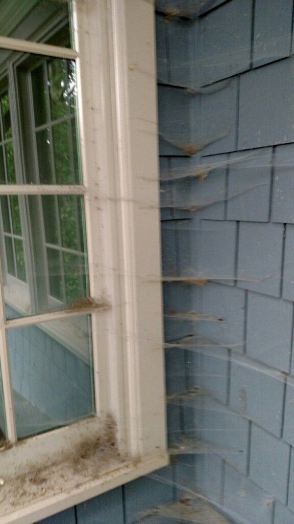 Blue house siding and a window with a white frame and dirty sill, seen close up from outside