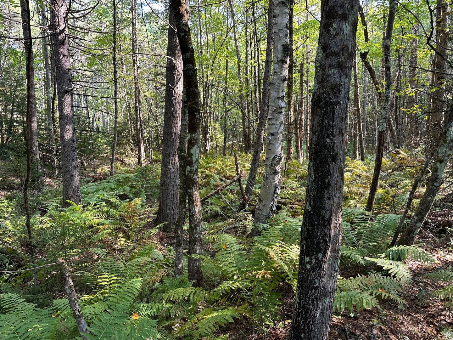heavily forested area