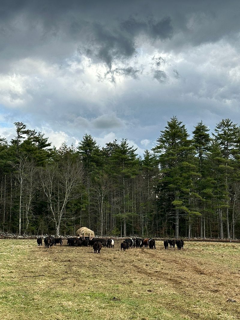 cattle grazing in pasture