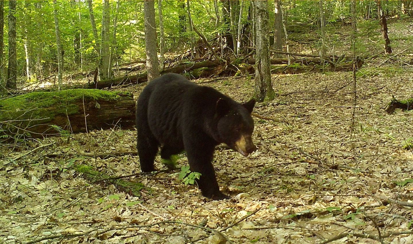 black bear foraging in the woods