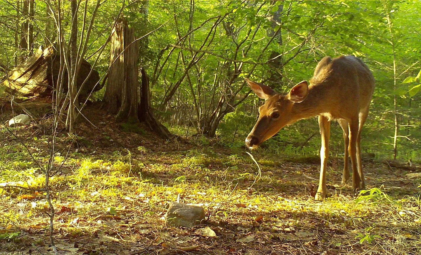 deer eating the brush