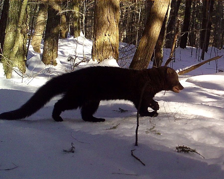 fisher cat running across the snow