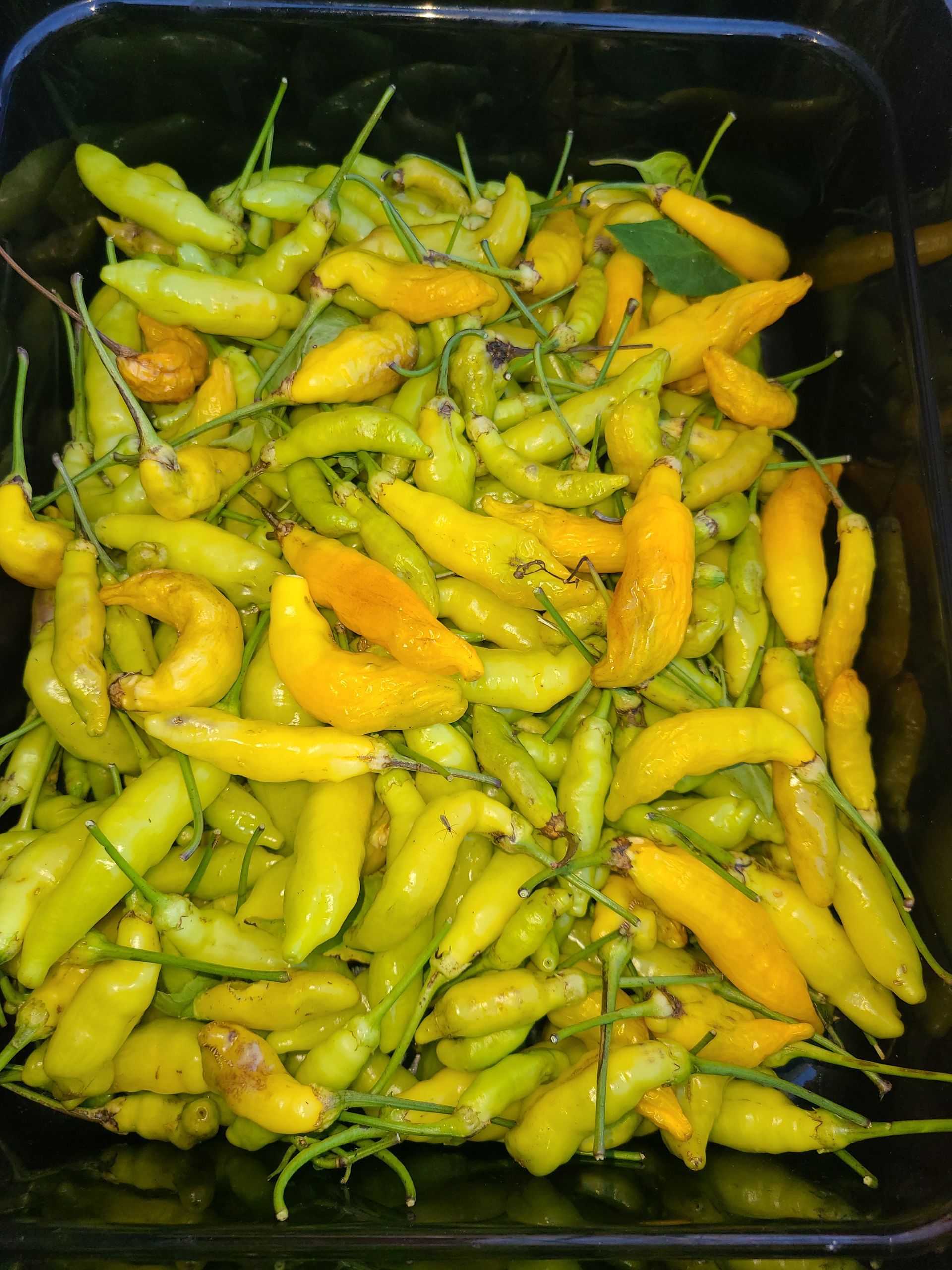 Green Chili