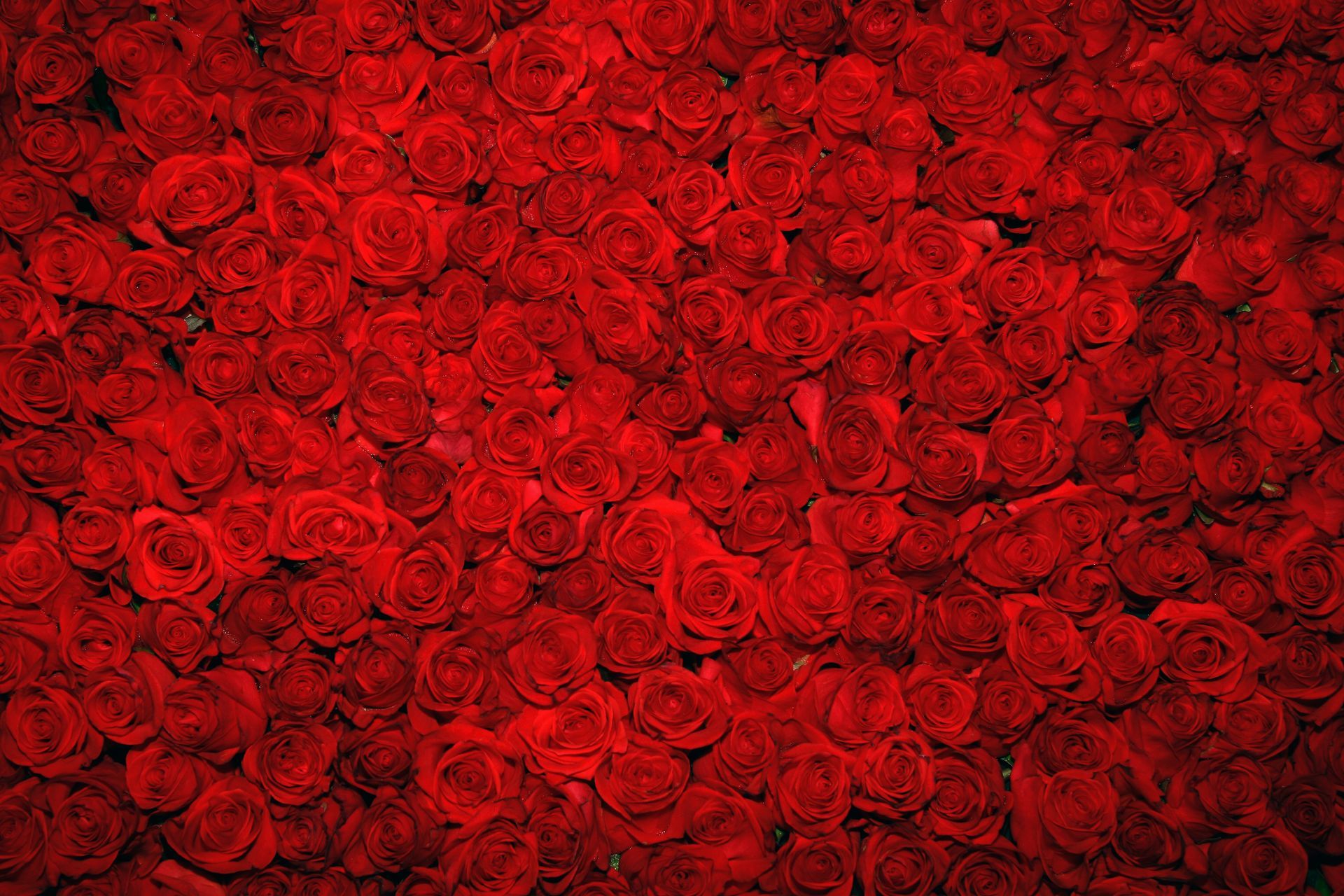 Wall of tightly packed, vibrant red roses.