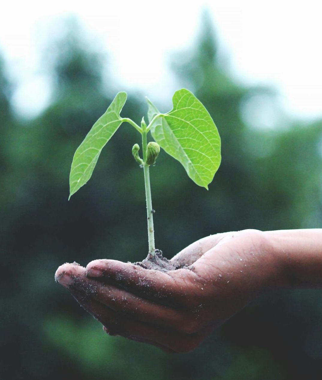 Hand holding a young bean plant with two large green leaves, against a blurred green backdrop.