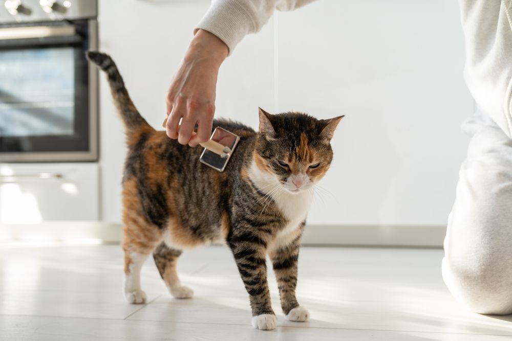 A person is brushing a cat.