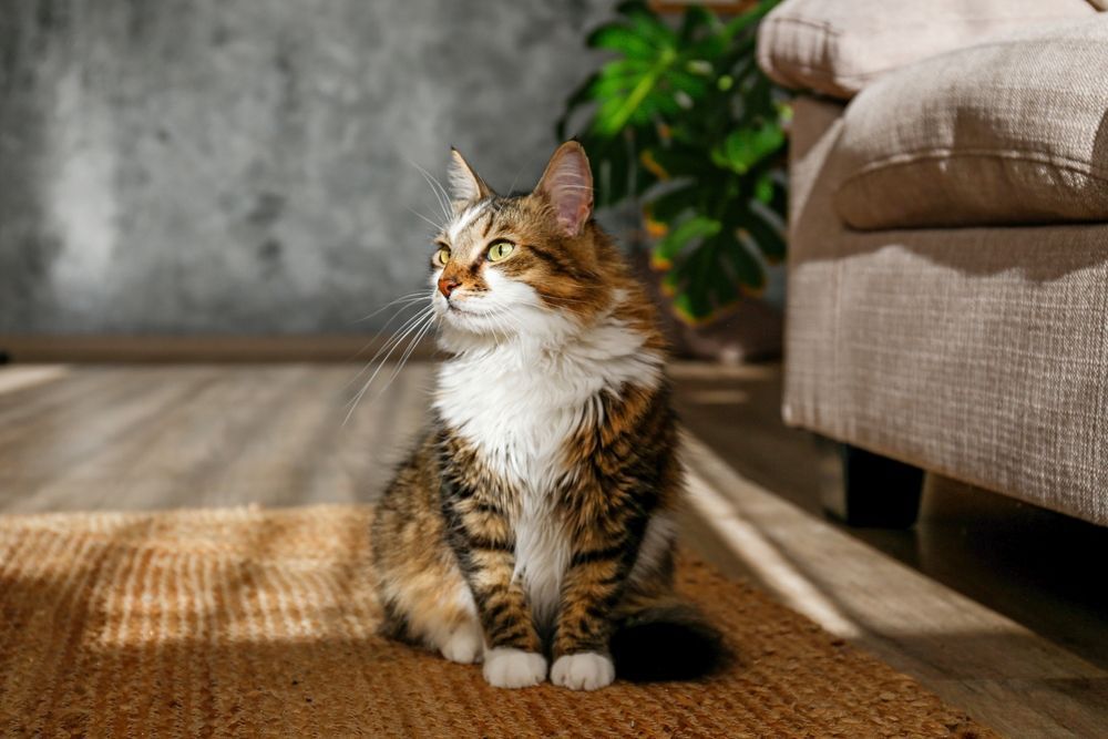 A cat is sitting on a rug in a living room next to a couch.