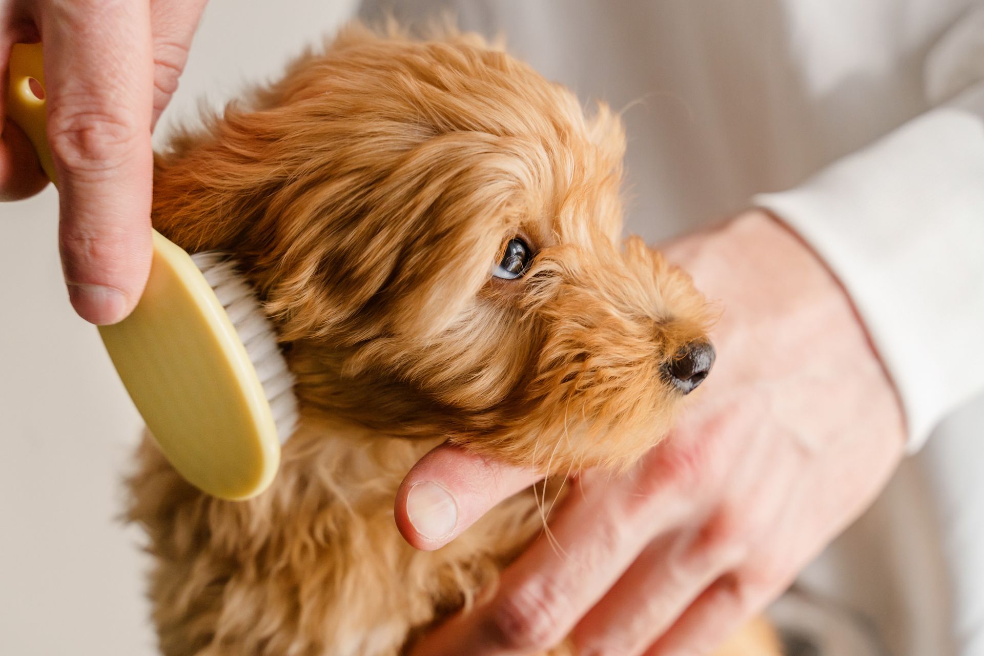 A woman is grooming a pomeranian dog on a table.