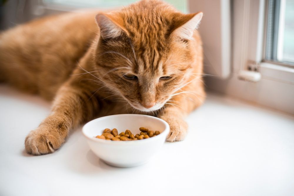 A cat is eating food from a bowl on a window sill.
