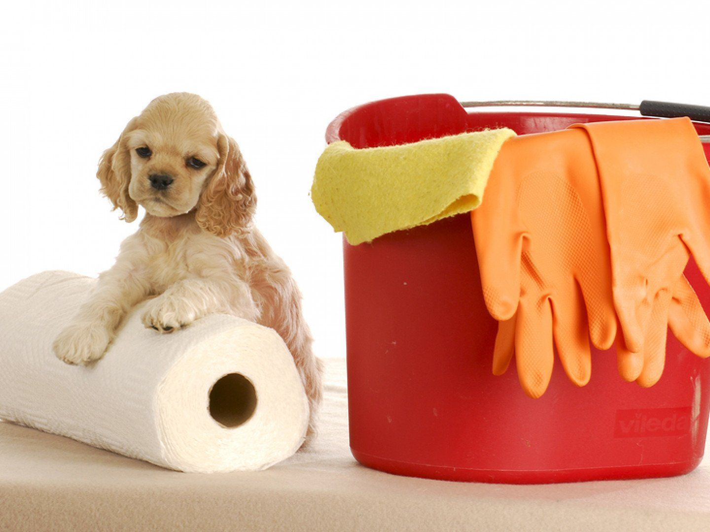 Cleaning Up After Puppy