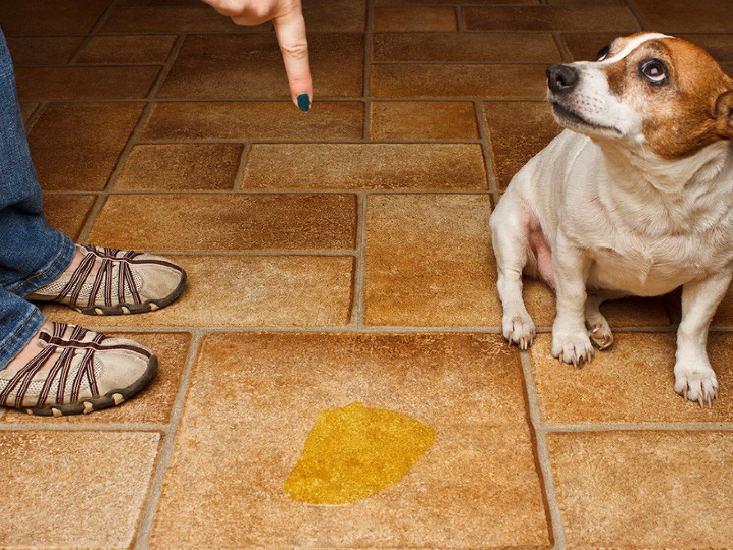 Dog Pee on the floor