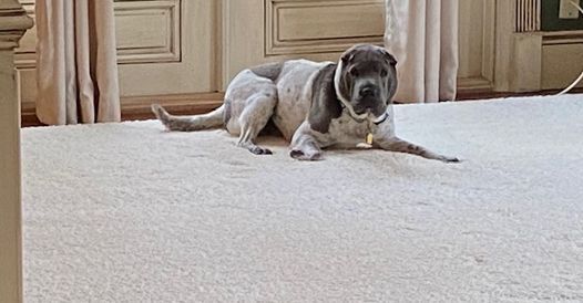 Gray dog lying on a carpeted floor in a room with wooden cabinets and curtains