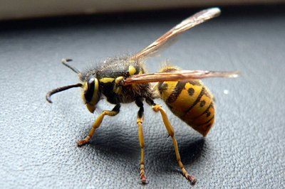 Seashore Pest Control - Wasp Control