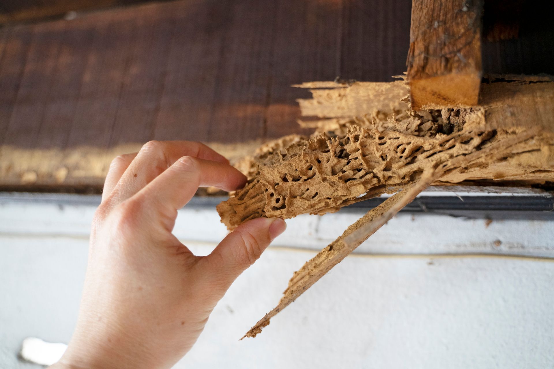 Termites — Baton Rouge, LA — General Inspection LLC