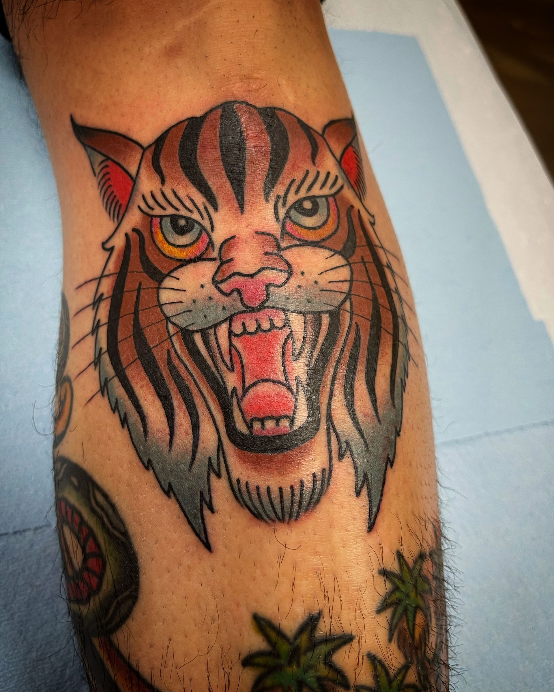 Tattoo of a snarling tiger head on a leg, brown and black stripes, red mouth, blue whiskers.
