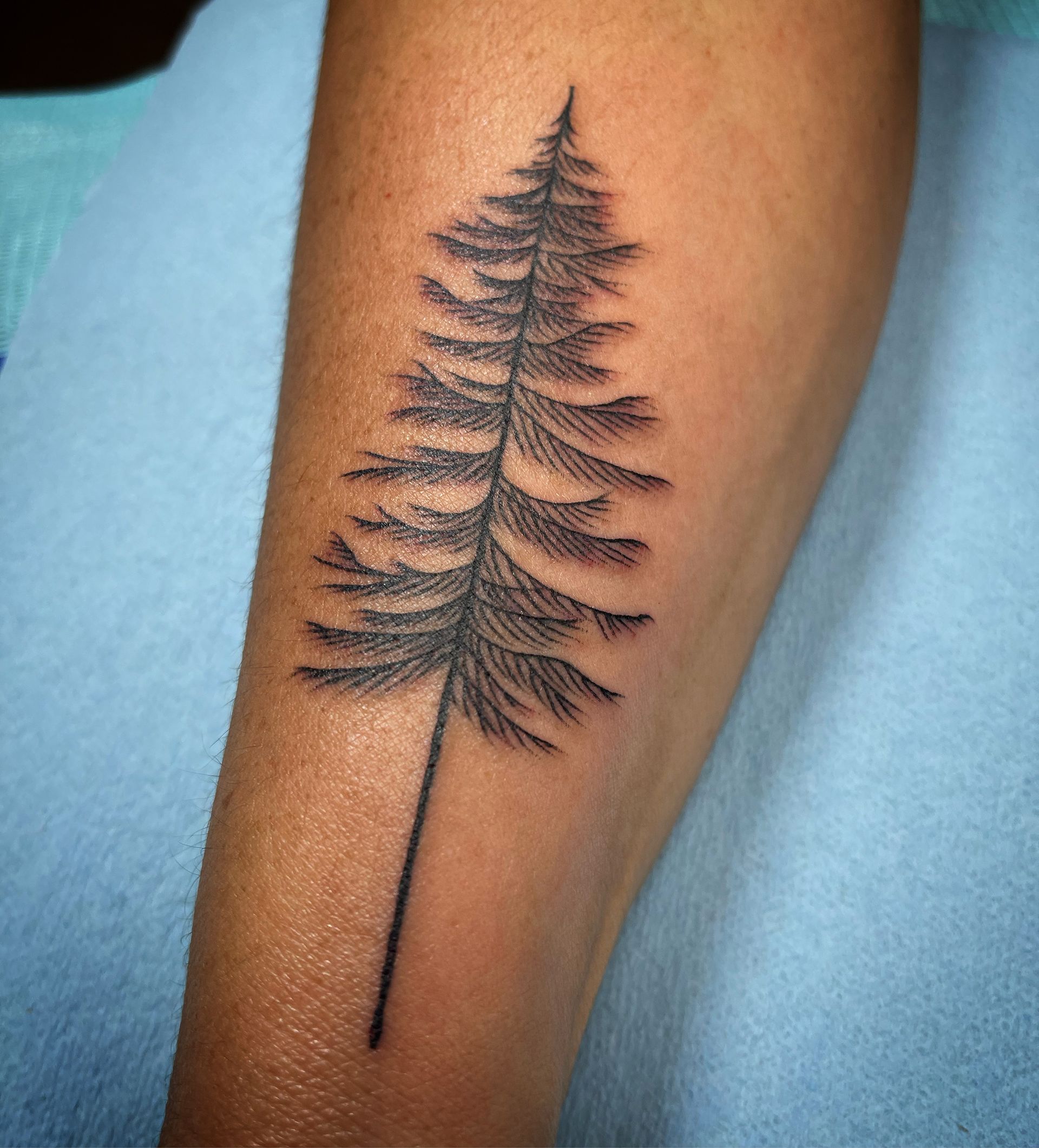 Tattoo of a black pine tree on a person's arm, against a light blue background.