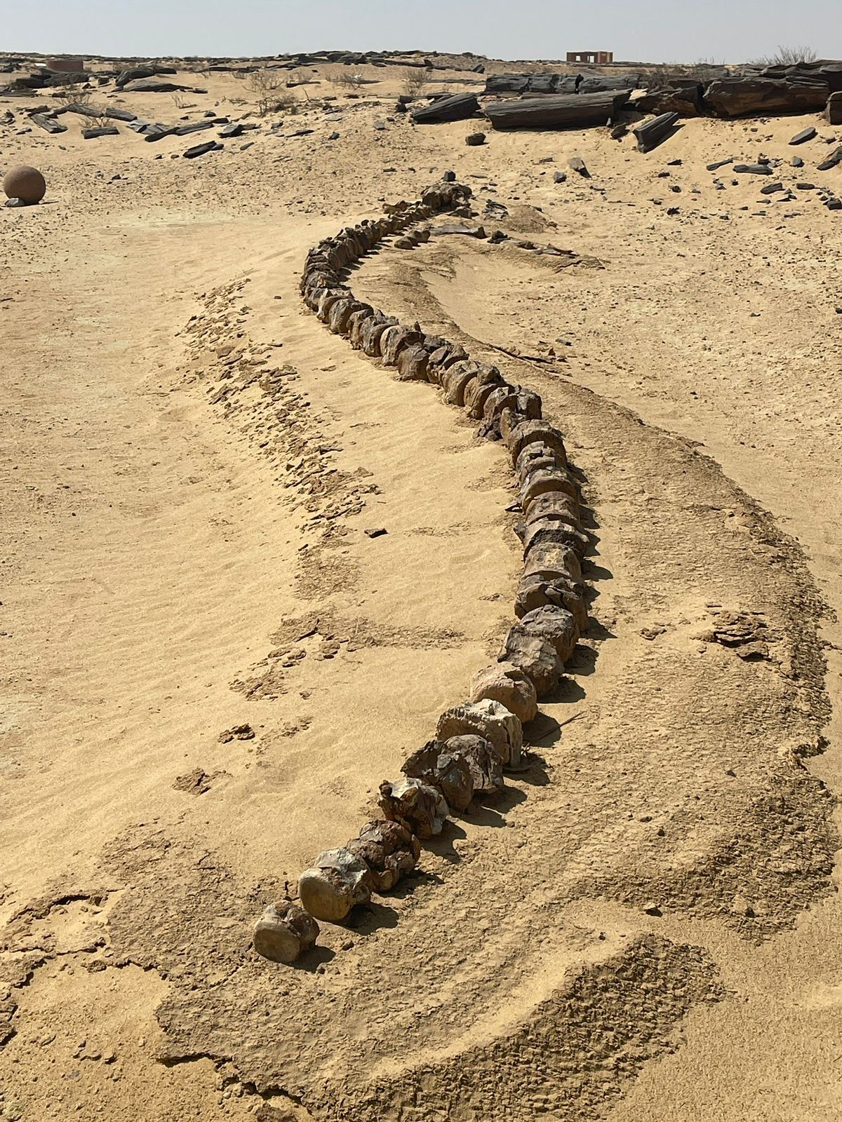 Wadi El Hitan, Faiyum, Egypt