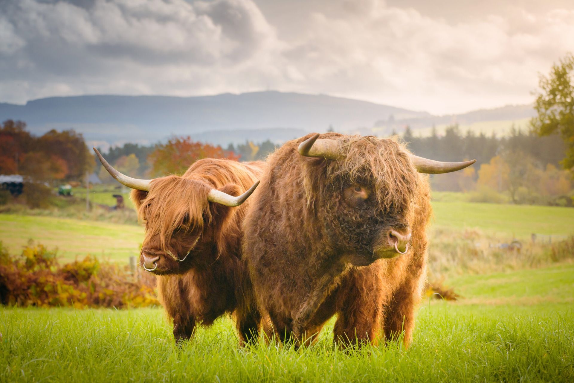 Two Highland cows with long, brown fur and large horns graze in a green pasture with a mountain backdrop.