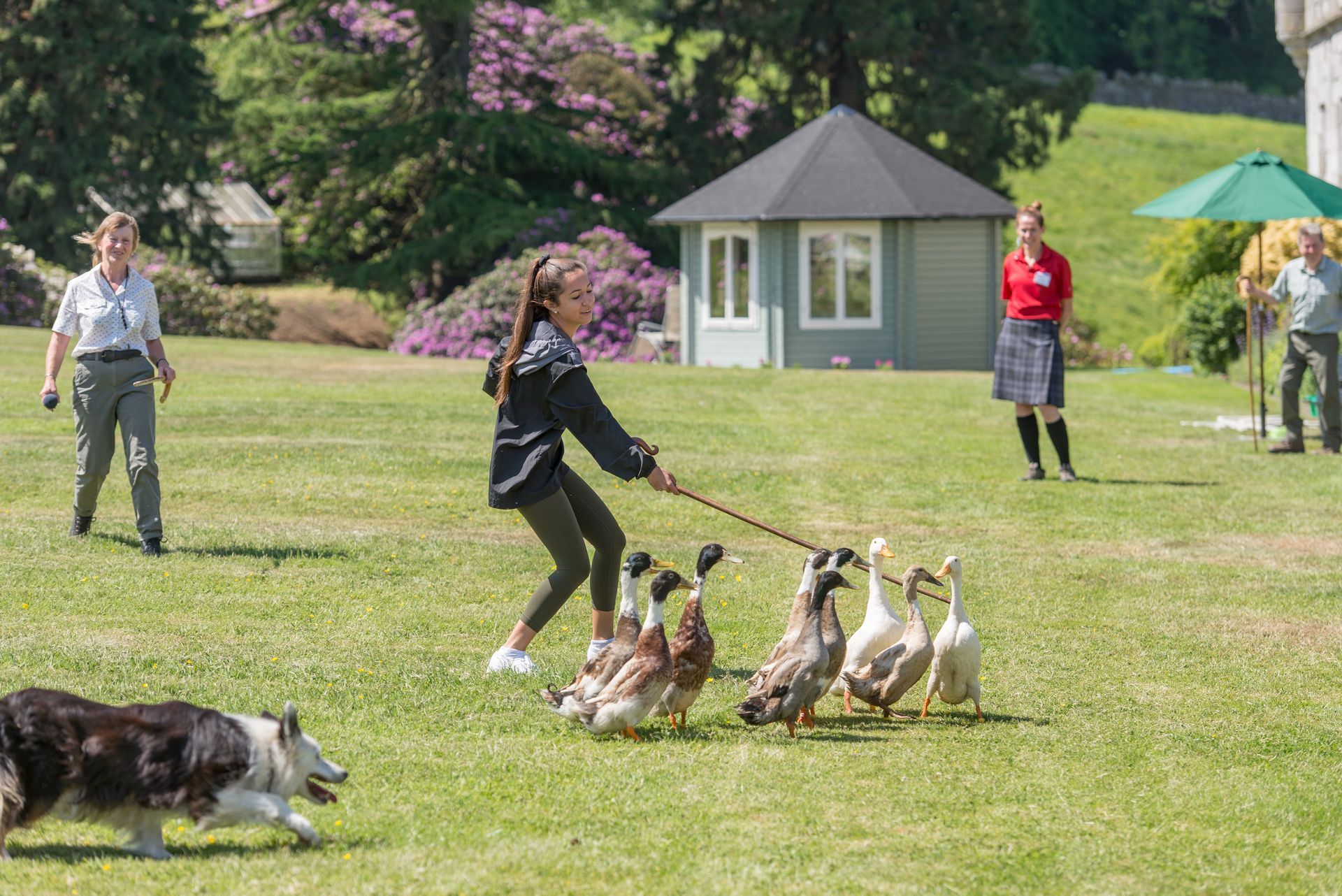 A woman leads a group of ducks on a leash across a grassy field. A dog runs nearby. Other people are in the background.