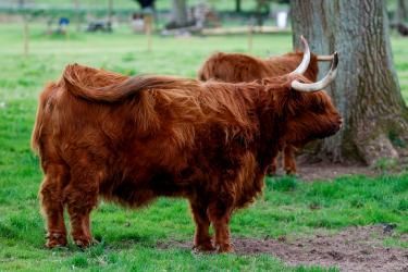 Two Highland cattle with long, reddish-brown fur, standing in a grassy field near a tree.