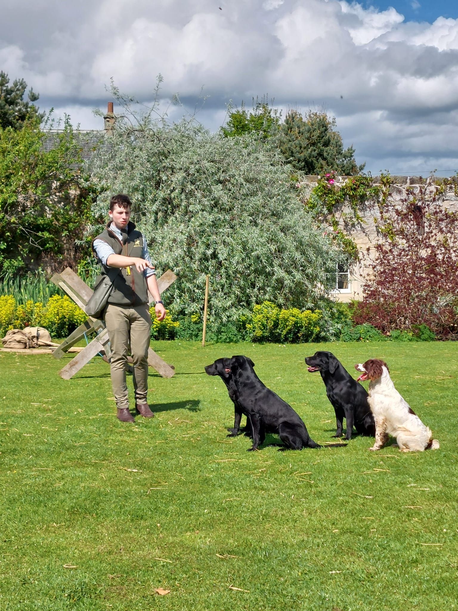 Person training three dogs in a grassy yard. They are sitting in a row, watching the person.