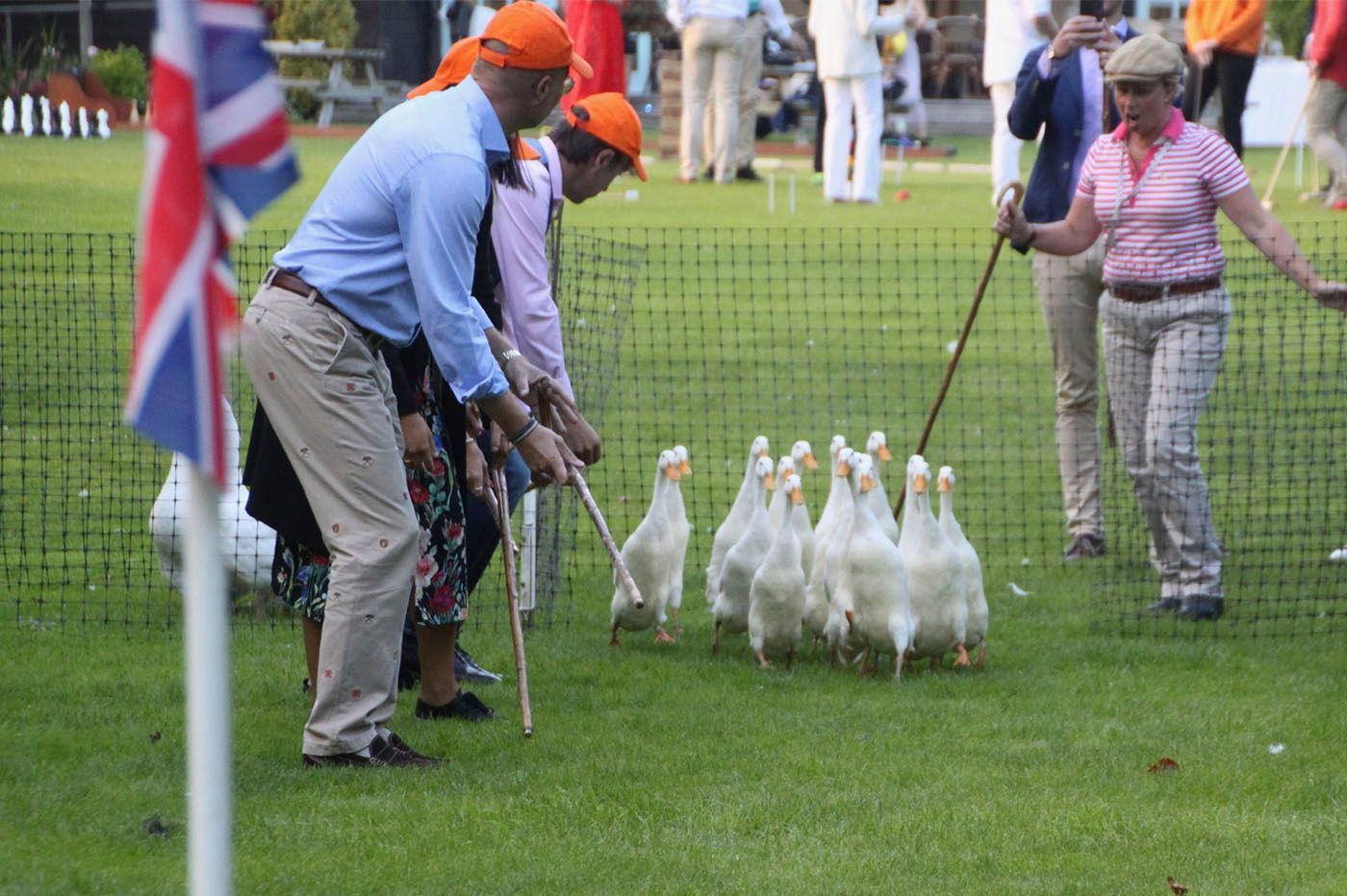 People herding a flock of white ducks on a green lawn, using sticks and a leash.