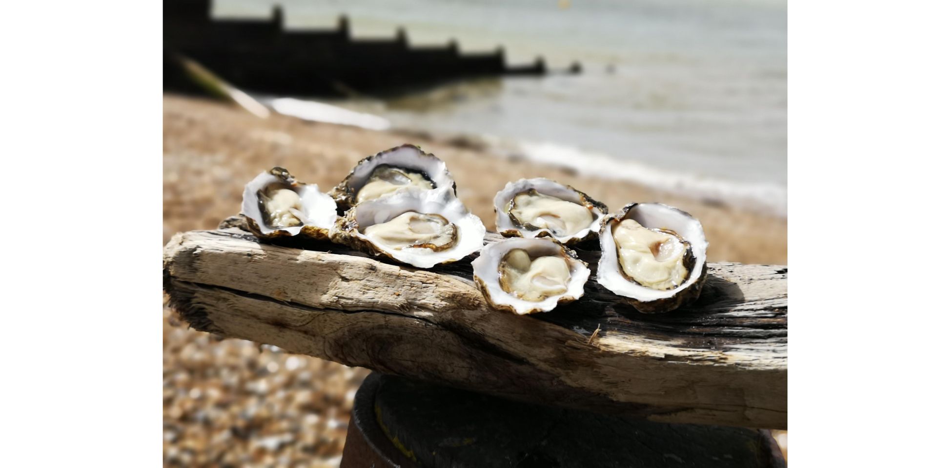 Fresh oysters on a piece of driftwood, with a beach and ocean in the background.